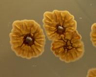 streptomyces streptomyces colony